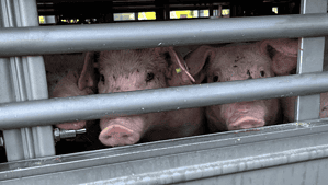 Transporter mit Schweine am Weg zum Schlachthof. Eingepfercht in viel zu kleinen Transportflächen. © Ricard Pfingstl|Schweine am Weg zum Schlachthof: Eingepfercht in viel zu kleinen Transportern. © Paul Schwarzl|EU-Abgeordneter der Grünen Thomas Waitz bei einer Tiertransport-Kontrolle in Österreich.© Paul Schwarzl|EU-Abgeordneter der Grünen Thomas Waitz bei einer Tiertransport-Kontrolle in Österreich.© Paul Schwarzl||