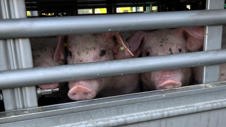 Tierleid auf Europas Straßen