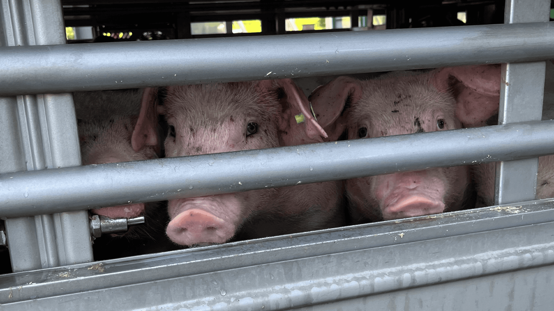 Tierleid auf Europas Straßen