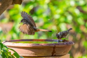 Vogeltränke|