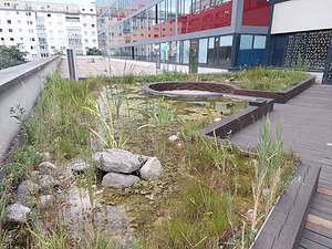 Regenwassermanagement|Dachbegrünung am Dach der Umweltschutzabteilung MA22 © Linda Weidinger|Dachbegrünung am Dach der Umweltschutzabteilung MA22 © Linda Weidinger|Regenwasser wird am Dach gespeichert. Anschließend rinnt es durch ein Rohr an der Außenwand zum Boden