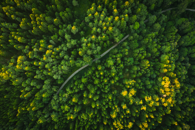 Österreichischer Wald