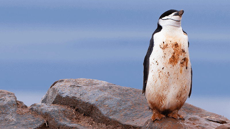 Wie Pinguin-Kacke dem Klima hilft
