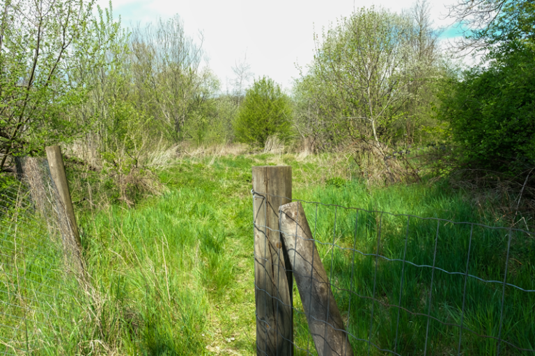 Wald statt Beton
