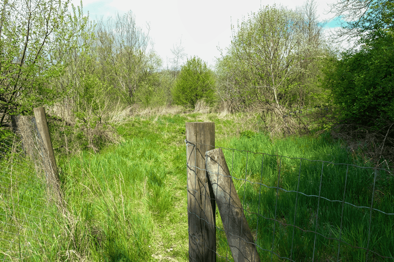 Wald statt Beton