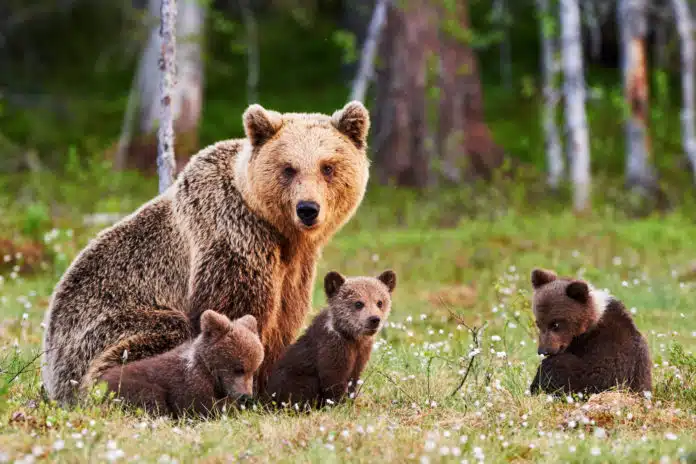 Braunbärmutter mit ihren Jungtieren. © Adobe Stock