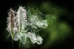 Ganzjähriger Pollenflug|