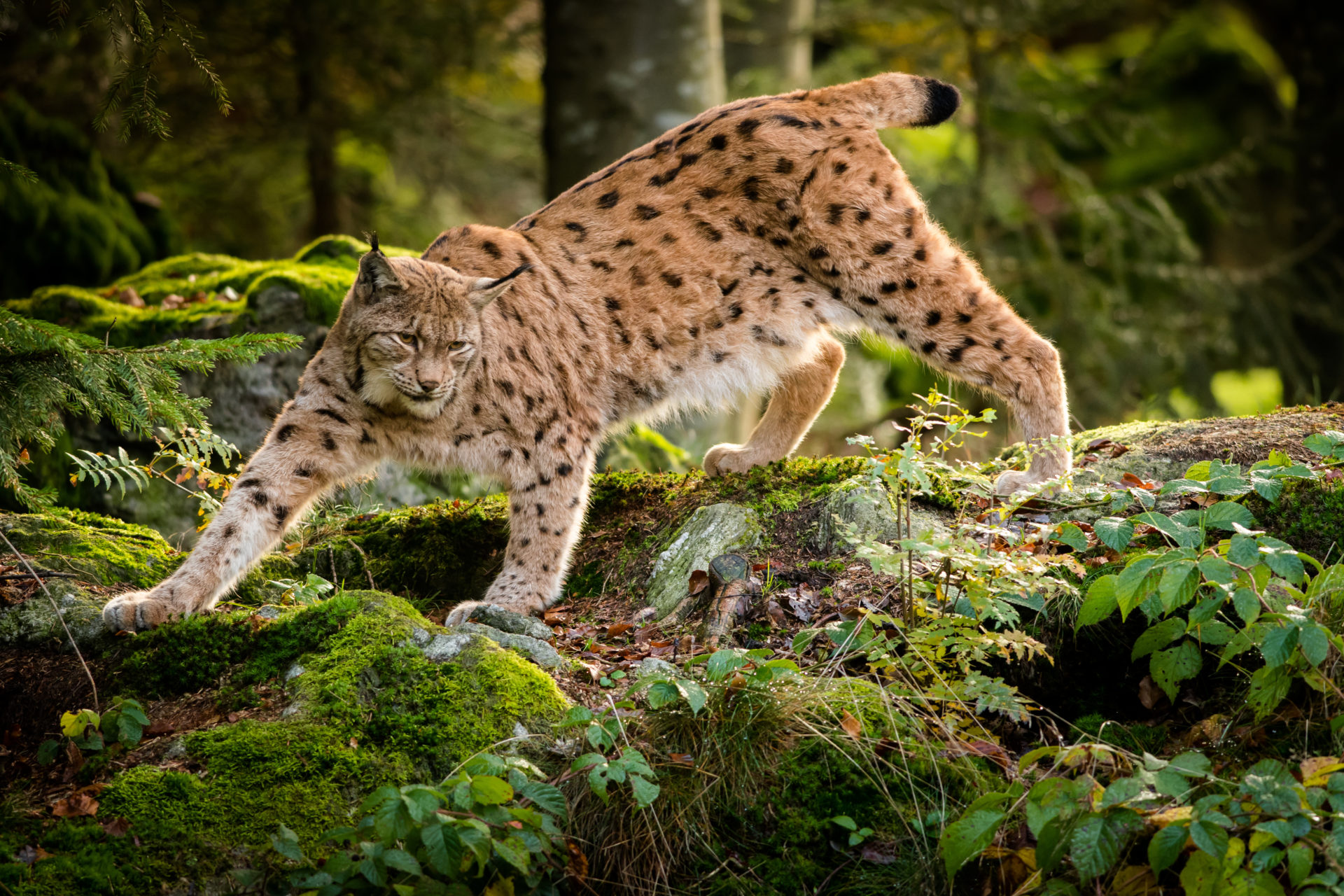 Luchs in den Wäldern Europa. © Adobe Stock