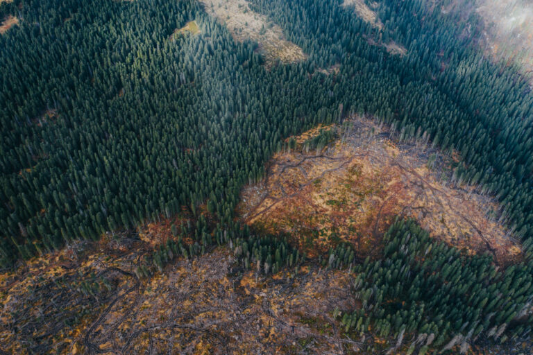 Hoffnung für Europas Urwälder