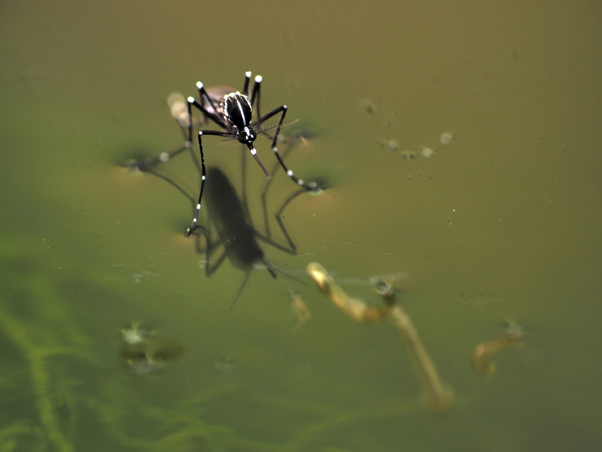 Stehende Gewässer sind potenzielle Brutstätten für Gelsen. Daher sollte man diese in seiner Umgebung unbedingt entfernen wie beispielsweise Regenfässer. © Adobe Stock