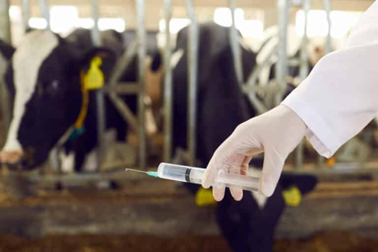 5 Fakten über Antibiotika in der Tierhaltung