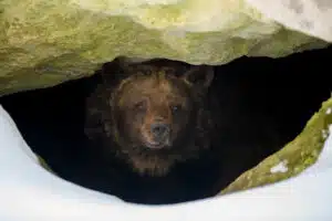 Wenn es dem Bären zu warm wird, erwacht er früher aus seiner Winterruhe. Die Tiere benötigen aber diese Zeit, um zu Kräften zu kommen und gesund zu bleiben. © Adobe Stock