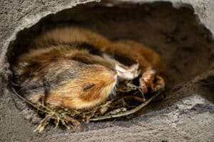 Vor allem kleinere Tiere können wir im Winter gut mit Schutzräumen, Futter und Wasser unterstützen. 