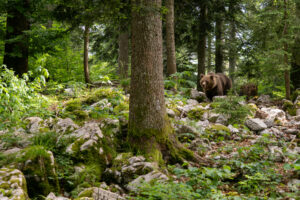 Der Rothwald ist ein teils naturbelassenes Waldgebiet in den Niederösterreichischen Kalkalpen. Einer der letzten Rückzugsorte, in denen Wildtiere wie Bären, Wölfe oder Hirsche ungestört leben können. © Adobe Stock