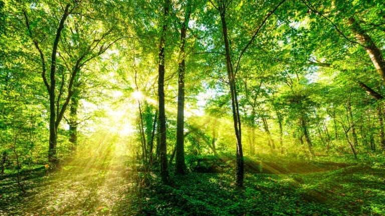 Mehr Geld für Ausbeutung oder Naturschutz?