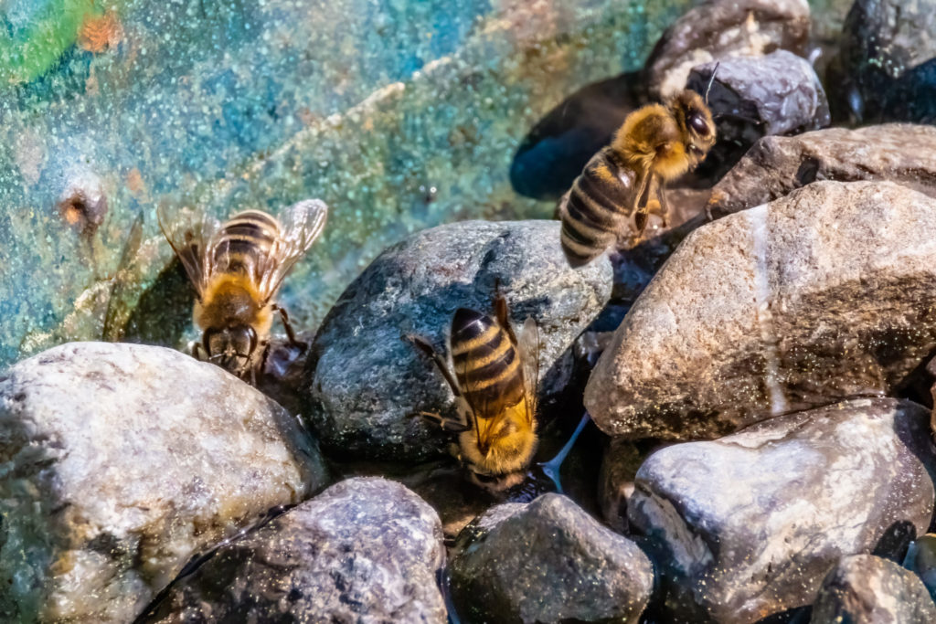 Bienen an der Insektentränke