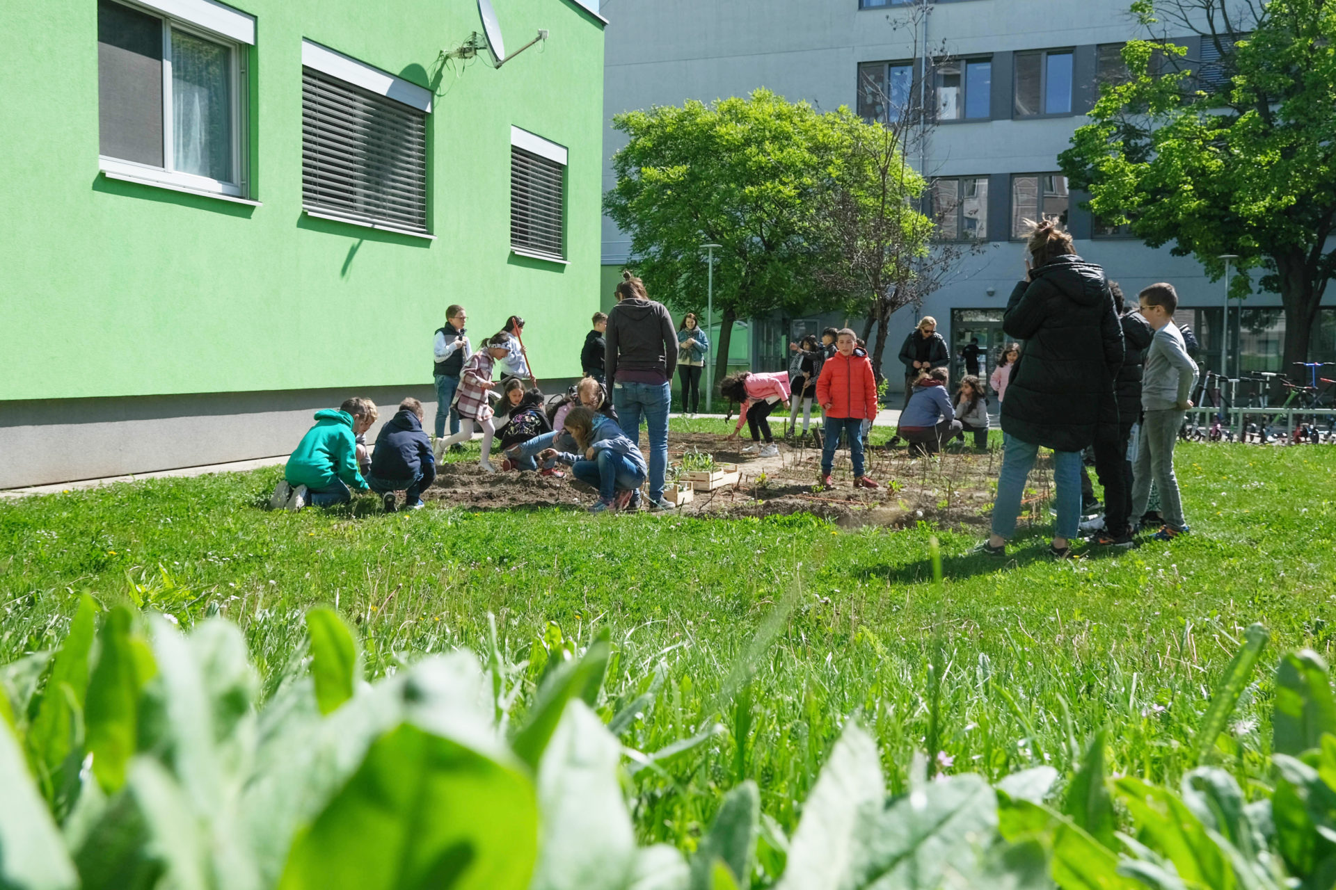 GemüseAckerdemie: Hier wächst Begeisterung