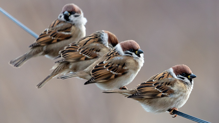 Weniger Vögel als letztes Jahr