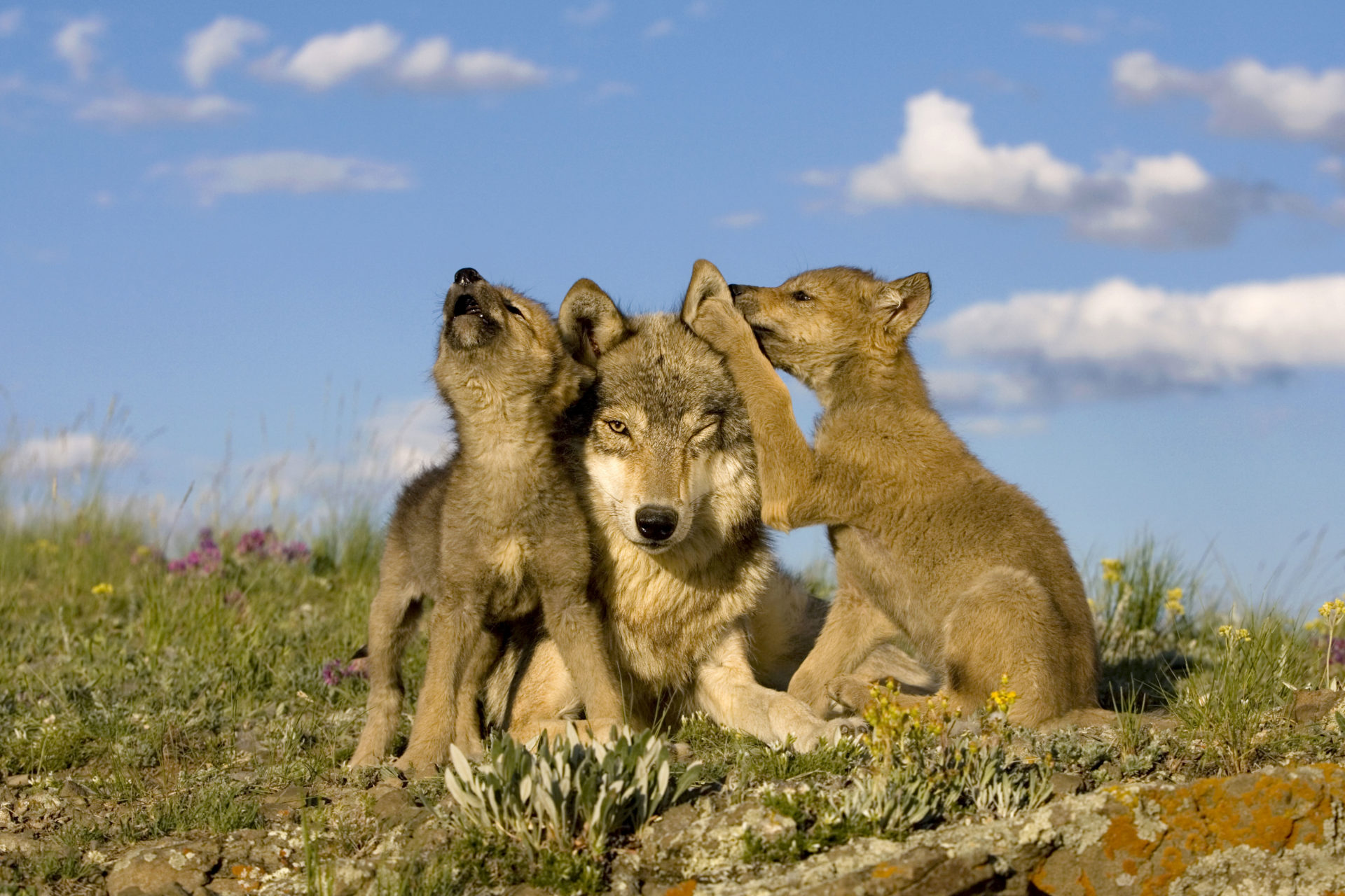 Wolfsmutter mit Jungtieren. © Klein und Hubert/WWF