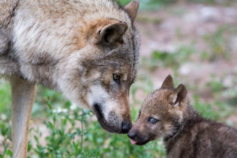 Der Wolf ist gekommen um zu bleiben