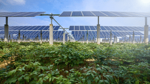Solar auf Feld|Solarkraft