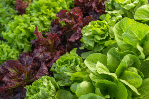 Grüner Salat