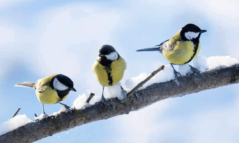 Vogelzahlen stabil