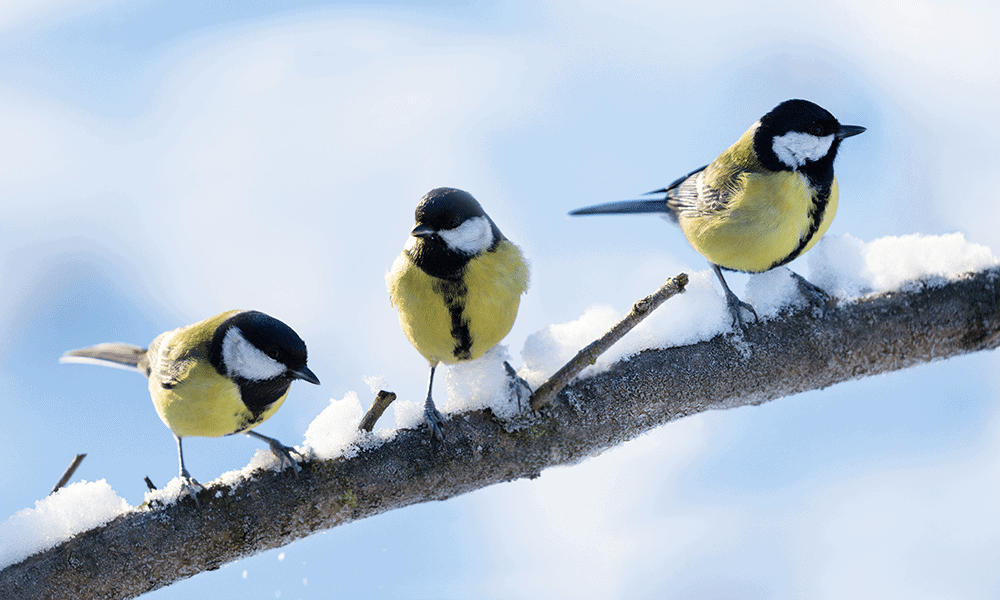 Vogelzahlen stabil